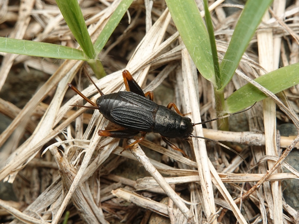 刻点铁蟋(鸣虫种类) · iNaturalist