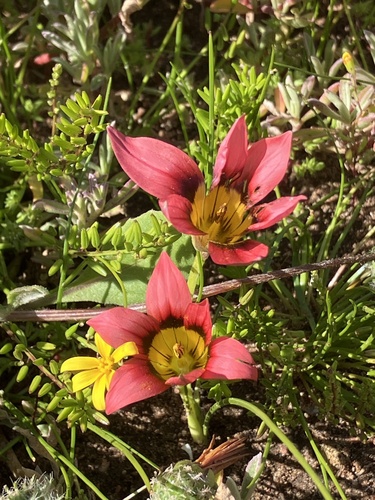 Romulea eximia