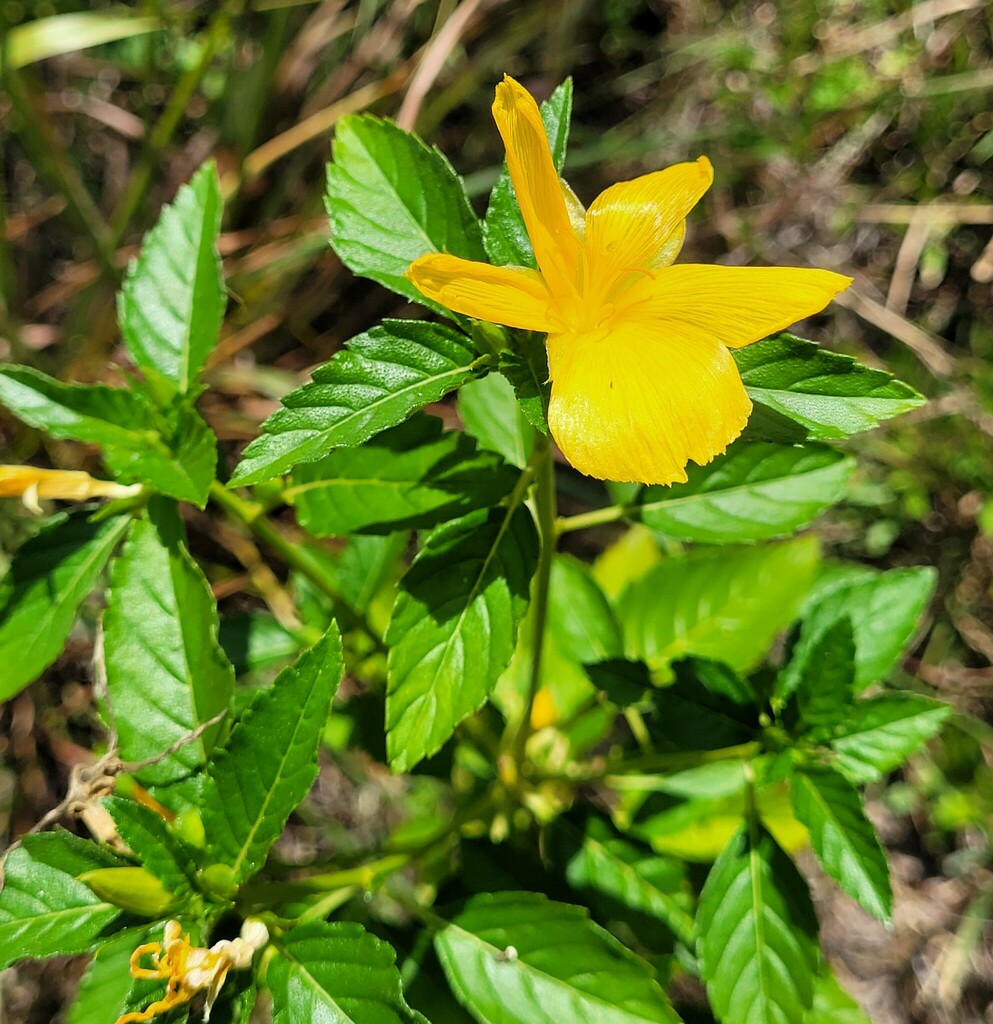 Yellow Alder From Lee County FL USA On September 7 2023 At 02 22 PM Yellow Alder From Lee County FL USA On September 7 2023 At 02 22 PM