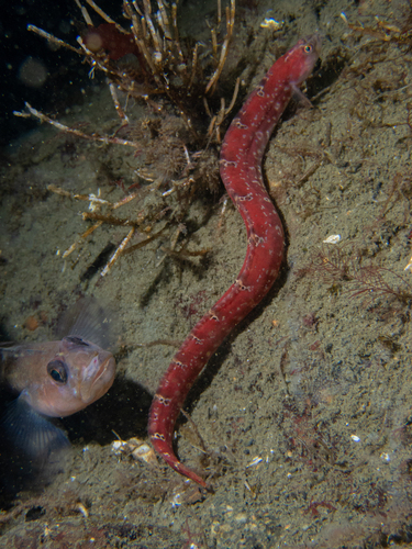 Longfin gunnel (Pholis clemensi) — Pholidae — 5