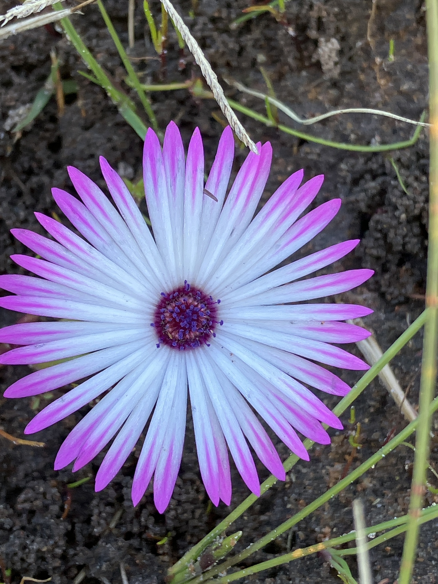 Salt Sandfig (Cleretum clavatum)