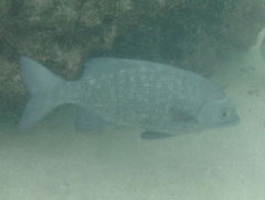 Kyphosus cinerascens