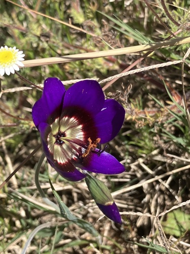 Geissorhiza monanthos