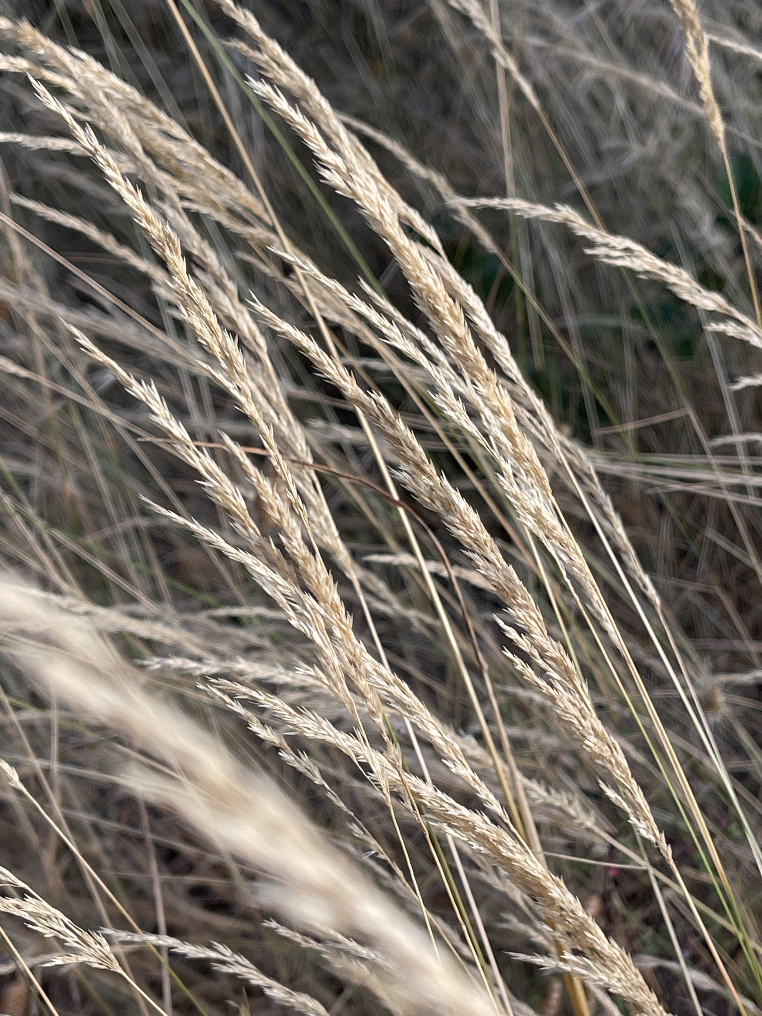 Agrostis pallens