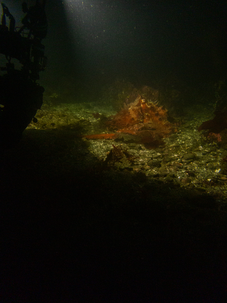 Giant Pacific Octopus from Mason County, WA, USA on August 31, 2023 at ...