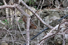 Sundasciurus juvencus