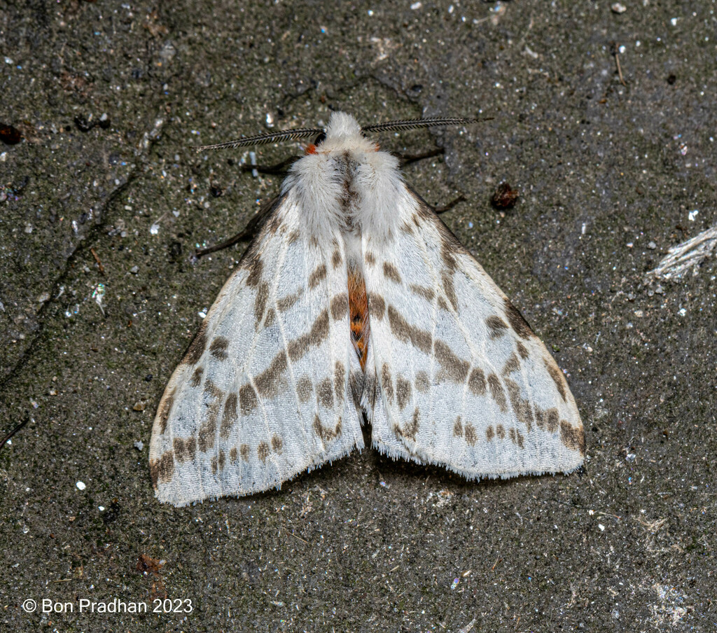 Lemyra multivittata