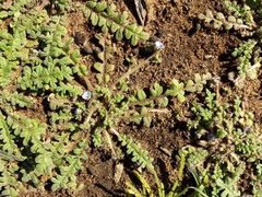 Phacelia stellaris