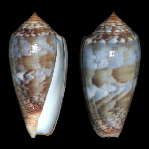 Monastic Cone