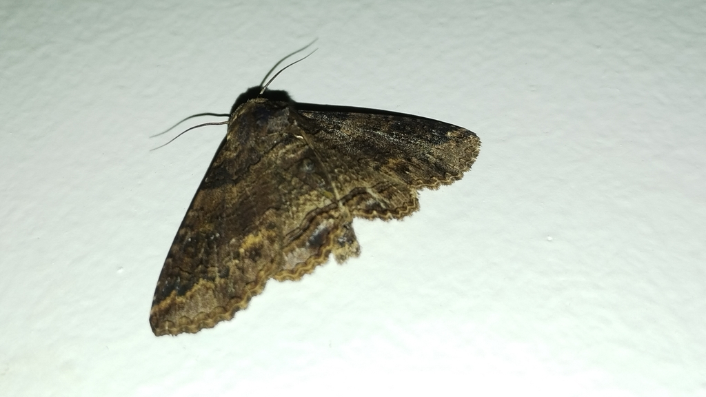 Pericyma from 405, Canara Bank Layout, Sahakar Nagar, Kodigehalli