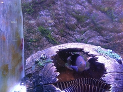 Pomacentrus brachialis