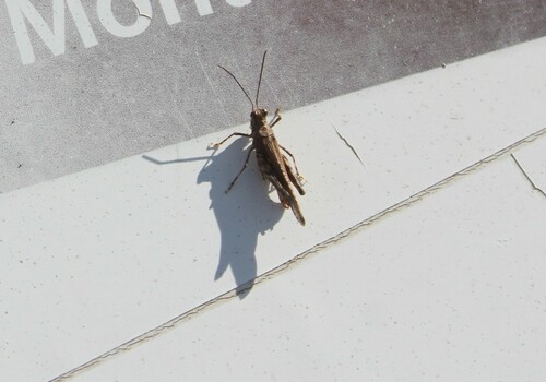 Derotmema laticinctum