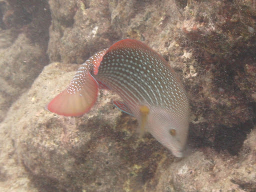 Pearl Wrasse