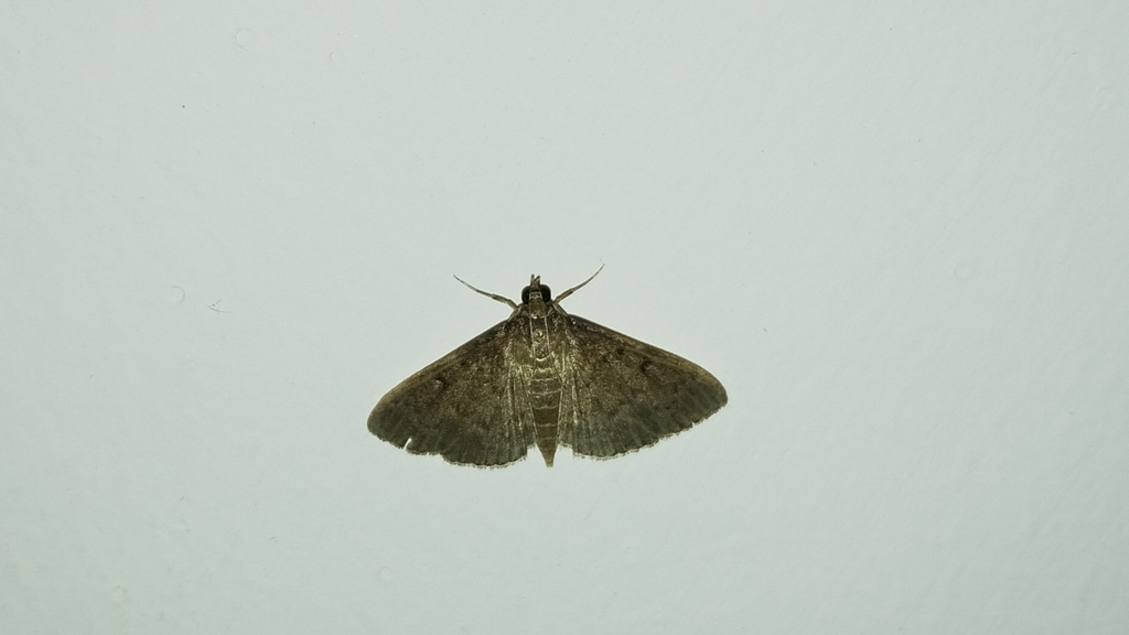 Herpetogramma from 405, Canara Bank Layout, Sahakar Nagar, Kodigehalli