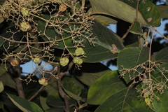 Magnoliopsida