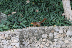 Sundasciurus juvencus