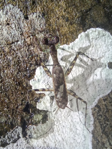 Liturgusa nubeculosa