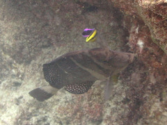 Labroides phthirophagus