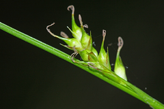 Carex xiphium