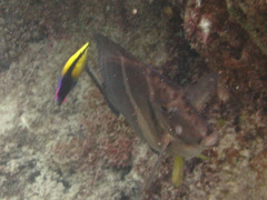 Labroides phthirophagus