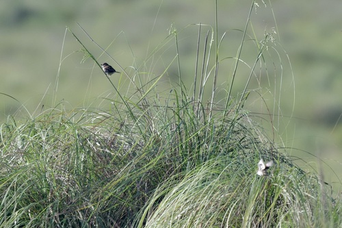 Sierra Madre Sparrow (Xenospiza baileyi), photo 5