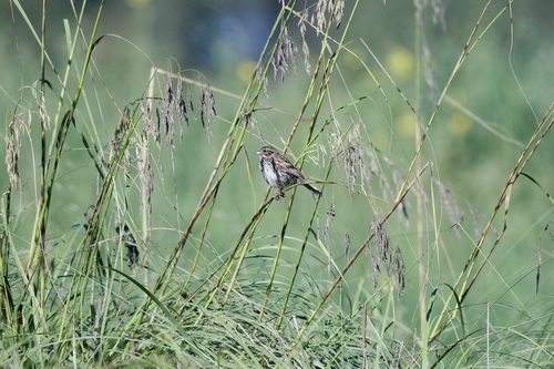Sierra Madre Sparrow (Xenospiza baileyi), photo 3