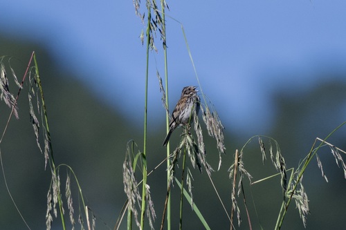 Sierra Madre Sparrow (Xenospiza baileyi), photo 2