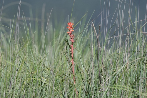 Image of Echeveria Mucronata (Echeveria mucronata) by no rights reserved
