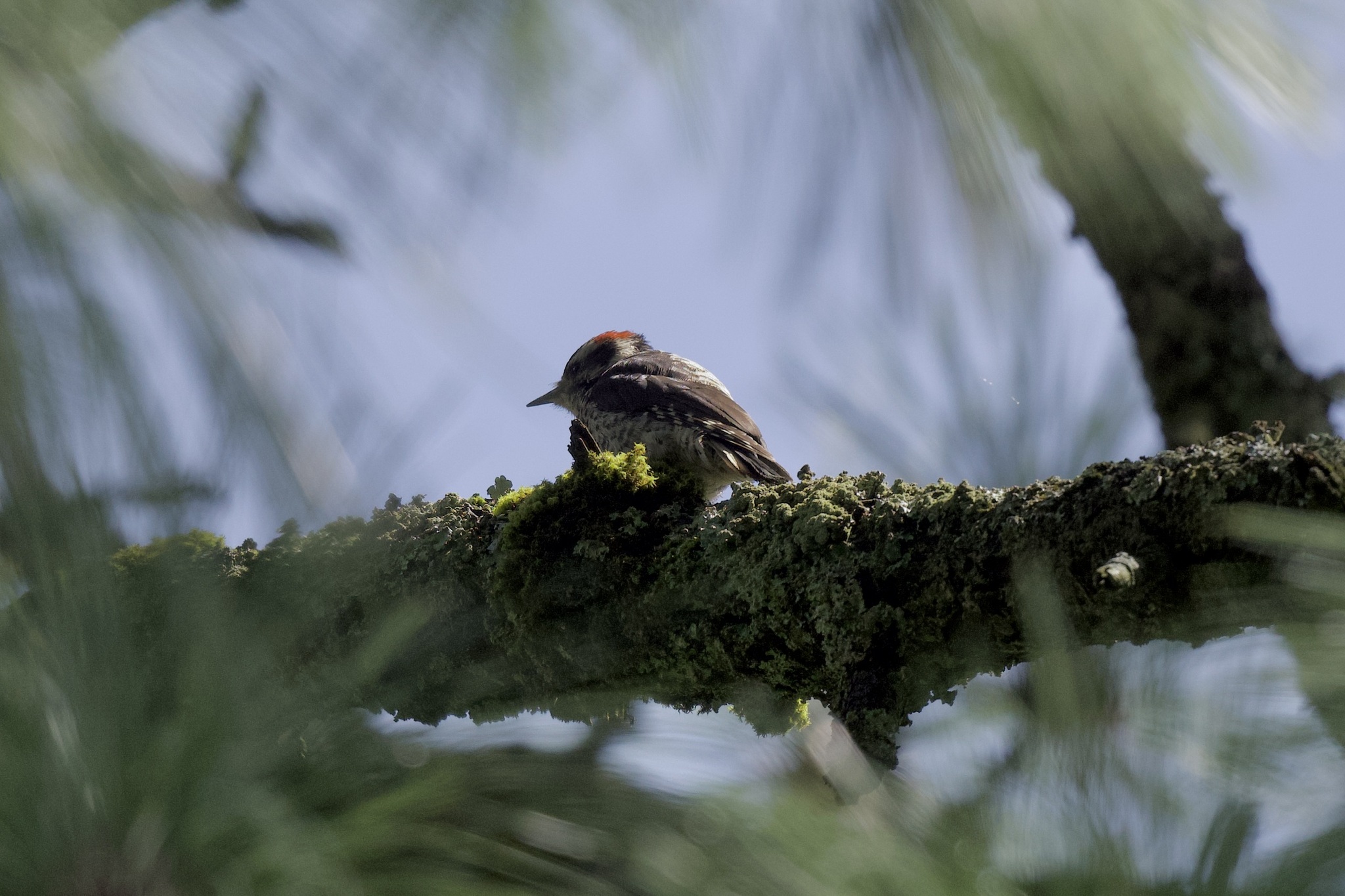 Strickland's Woodpecker (Leuconotopicus stricklandi), photo 5