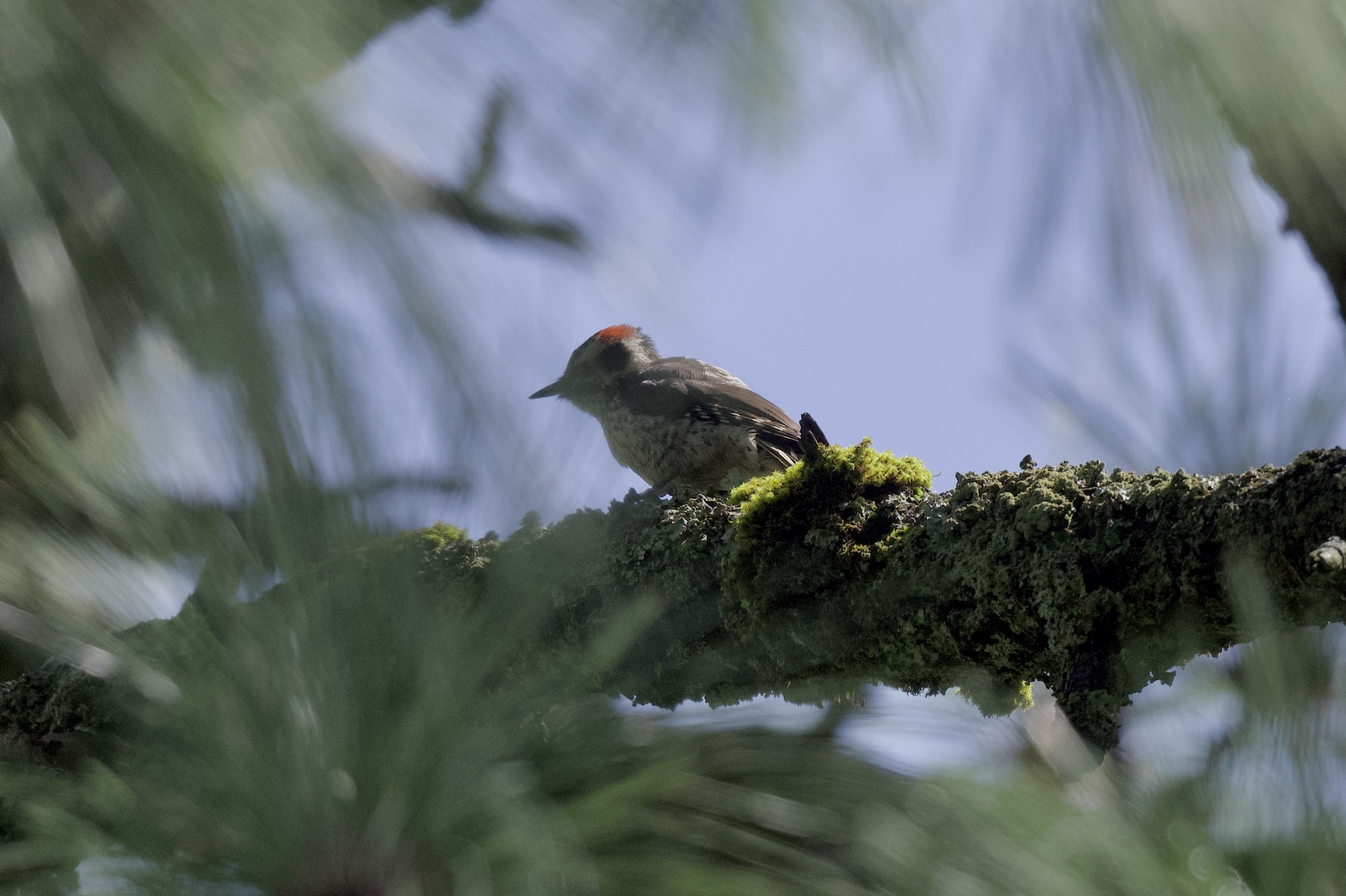 Strickland's Woodpecker (Leuconotopicus stricklandi), photo 6
