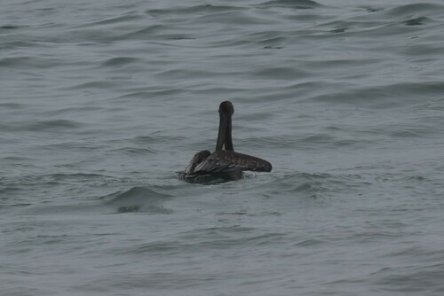 California Brown Pelican photographed in Oregon