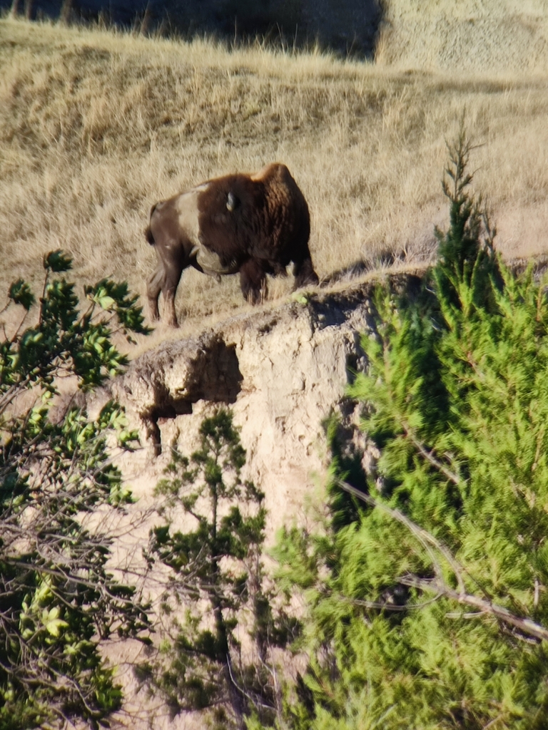 American Bison from Grassy Butte, ND 58634, USA on September 7, 2023 at ...