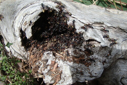 Double-Spined Dolly Ant photo 3