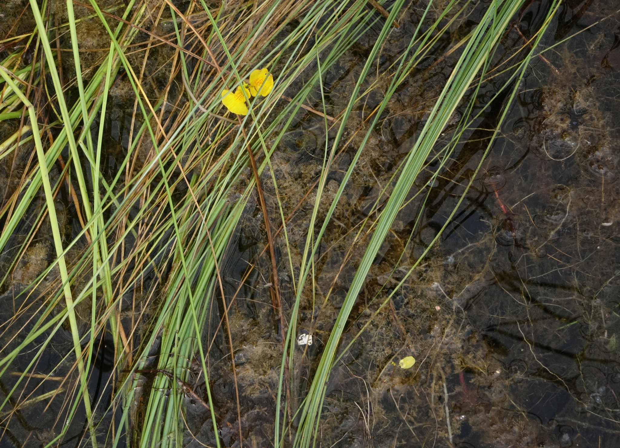 Yellow Bladderwort (Utricularia ×)
