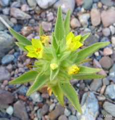 Mohavea breviflora