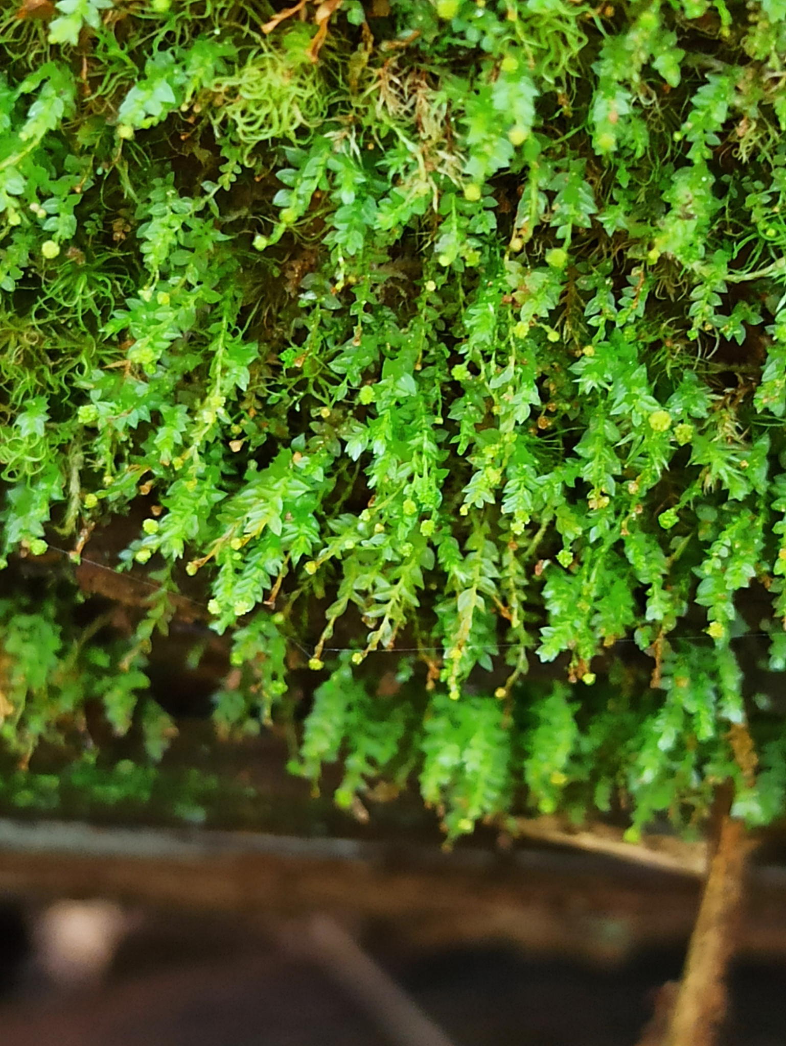 Tetraphis pellucida