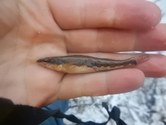 Percina macrocephala