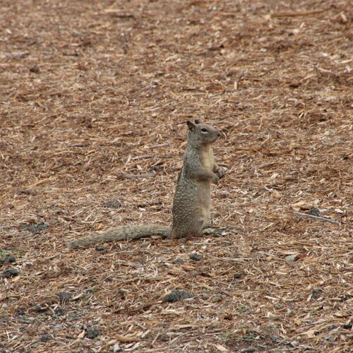 iNaturalist observation photo of California Ground Squirrel