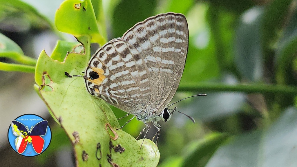 Jamides alsietus