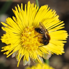 Andrena bicolor