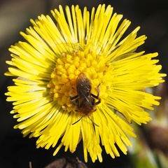 Andrena bicolor