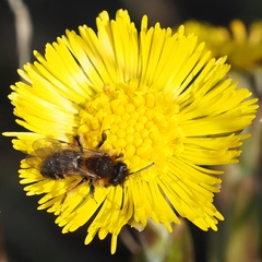 Andrena bicolor