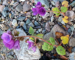 Phacelia calthifolia