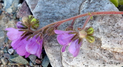 Phacelia calthifolia