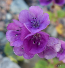 Phacelia calthifolia