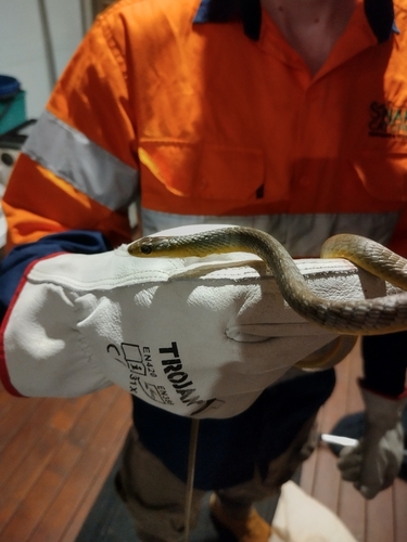 Common Tree Snake sighting