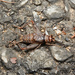 Tropical House Cricket - Photo (c) orthoptera-jp, some rights reserved (CC BY-NC), uploaded by orthoptera-jp
