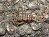 Tropical House Cricket - Photo (c) orthoptera-jp, some rights reserved (CC BY-NC), uploaded by orthoptera-jp