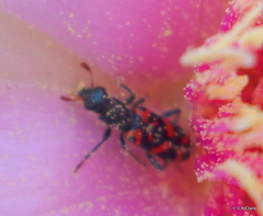 Trichodes ornatus