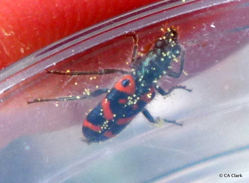 Ornate Checkered Beetle
